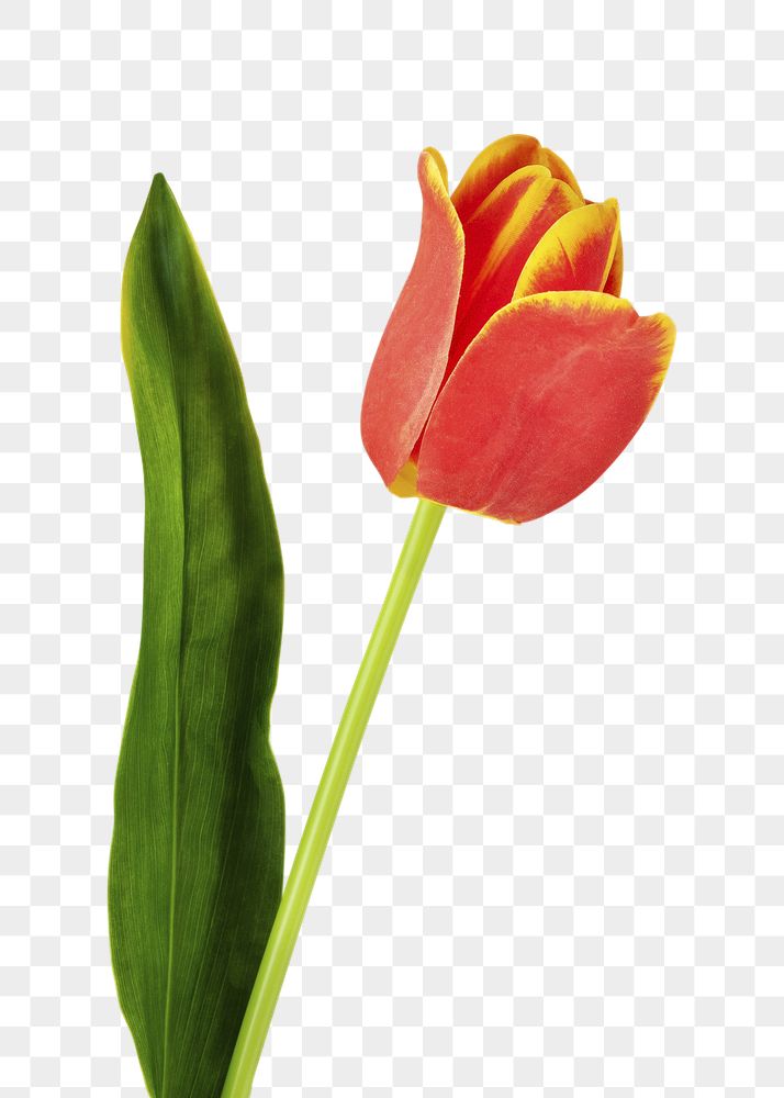 Detail Red Tulip Png Nomer 47