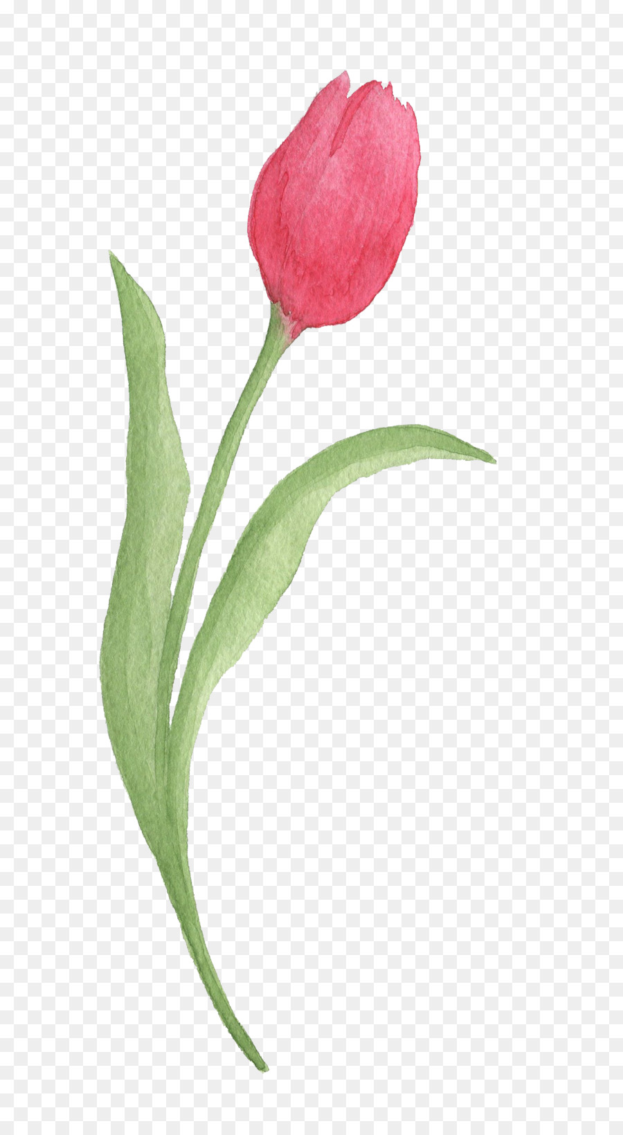 Detail Red Tulip Png Nomer 48