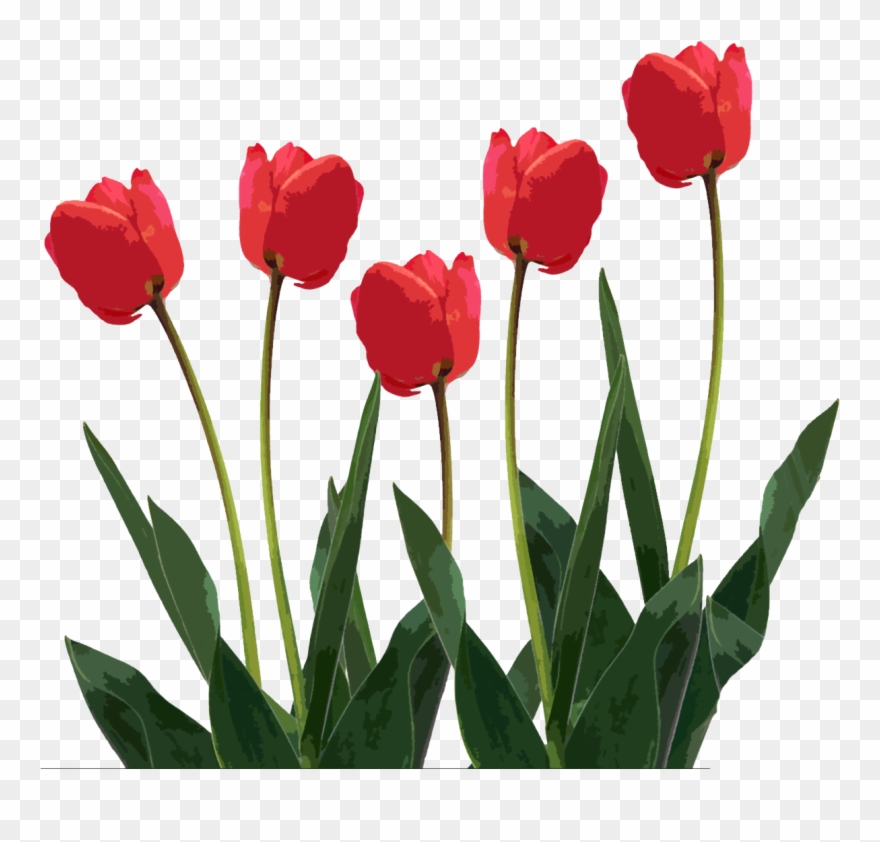 Detail Red Tulip Png Nomer 49