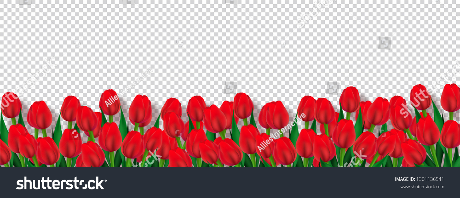 Detail Red Tulip Png Nomer 50
