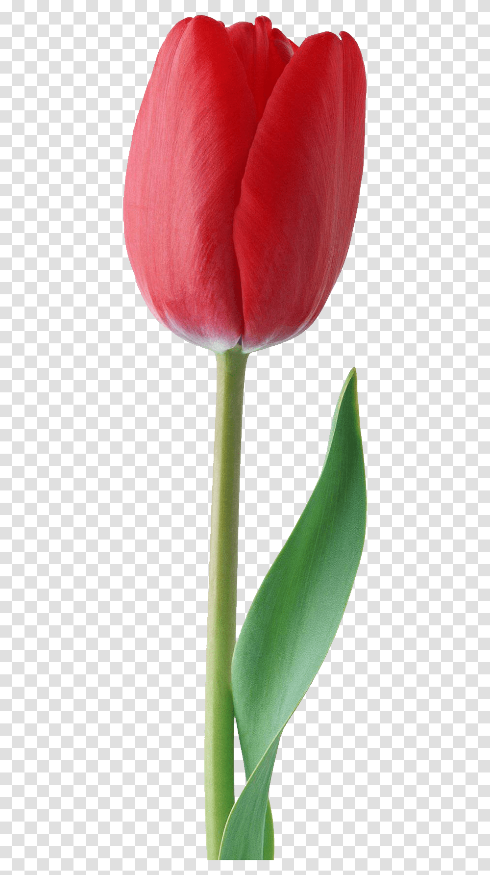 Detail Red Tulip Png Nomer 4