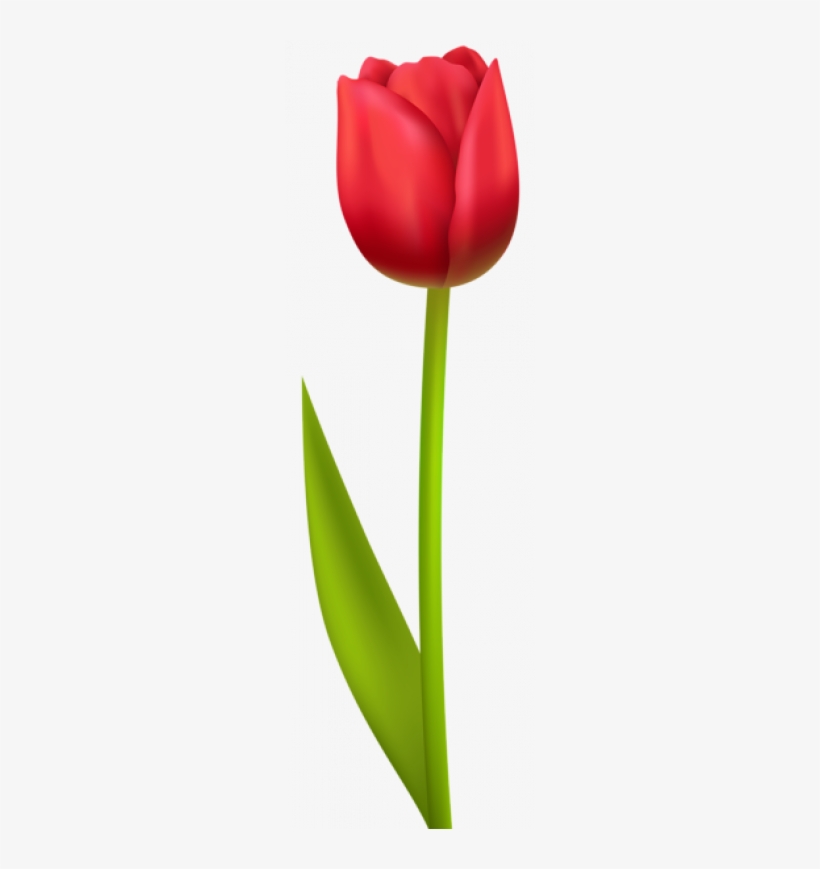 Detail Red Tulip Png Nomer 5
