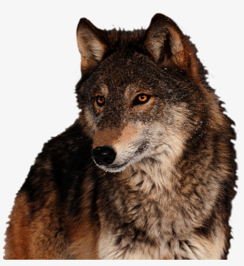 Detail Red Wolf Png Nomer 2