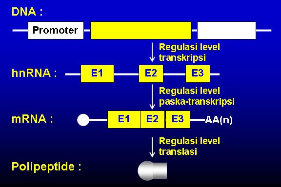Regulasi Ekspresi Gen - KibrisPDR