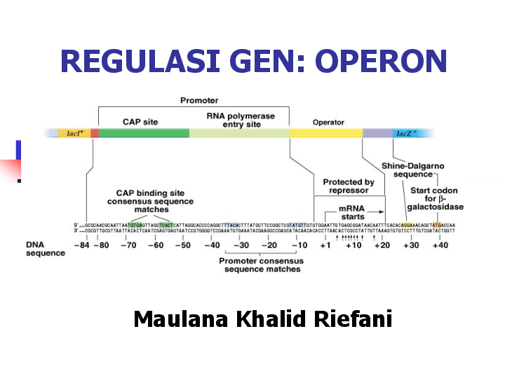 Detail Regulasi Ekspresi Gen Nomer 19