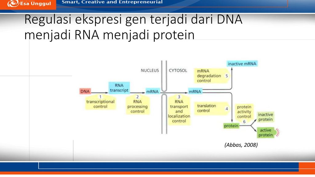 Detail Regulasi Ekspresi Gen Nomer 5