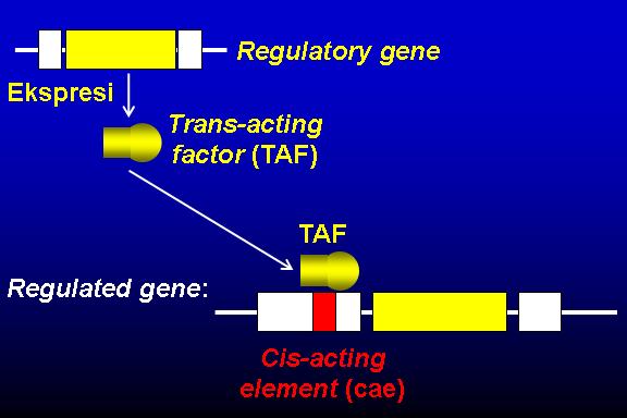 Detail Regulasi Ekspresi Gen Nomer 6