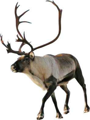 Detail Reindeer Transparent Background Nomer 16