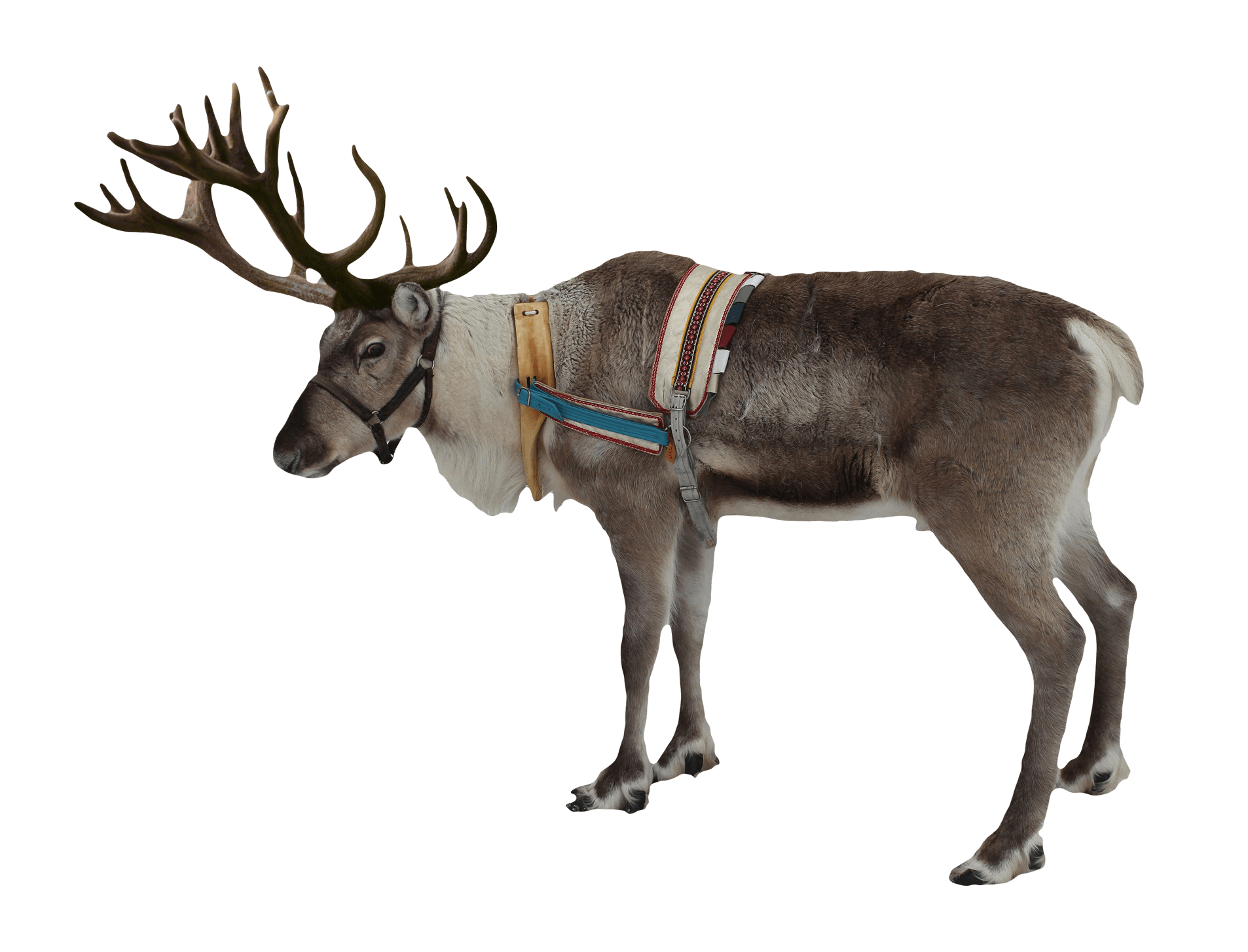 Detail Reindeer Transparent Background Nomer 17