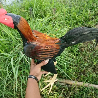 Detail Replika Ayam Jago Nomer 12