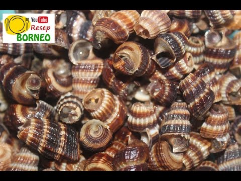 Detail Resep Masak Siput Laut Nomer 31