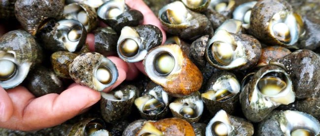 Detail Resep Masak Siput Laut Nomer 40