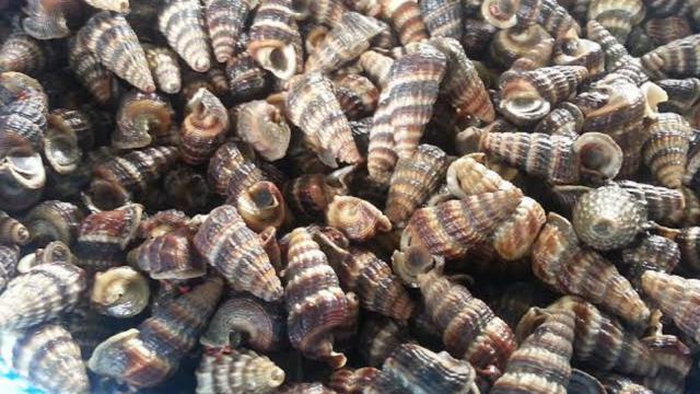 Detail Resep Masakan Siput Laut Nomer 24