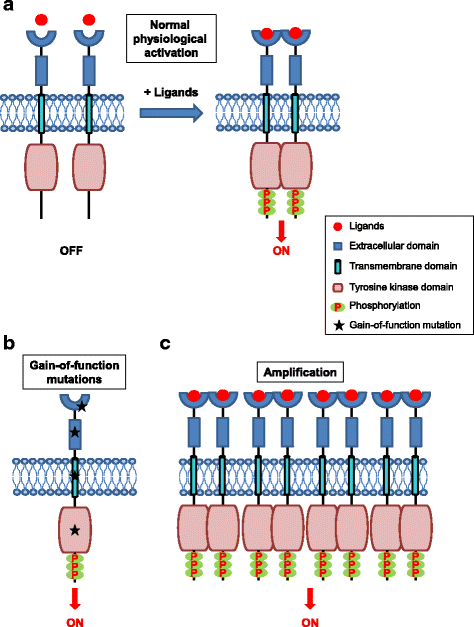 Detail Reseptor Tirosin Kinase Nomer 11