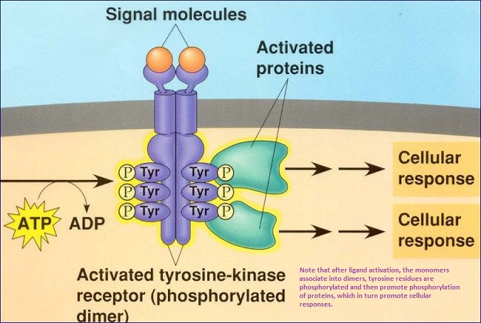 Detail Reseptor Tirosin Kinase Nomer 14