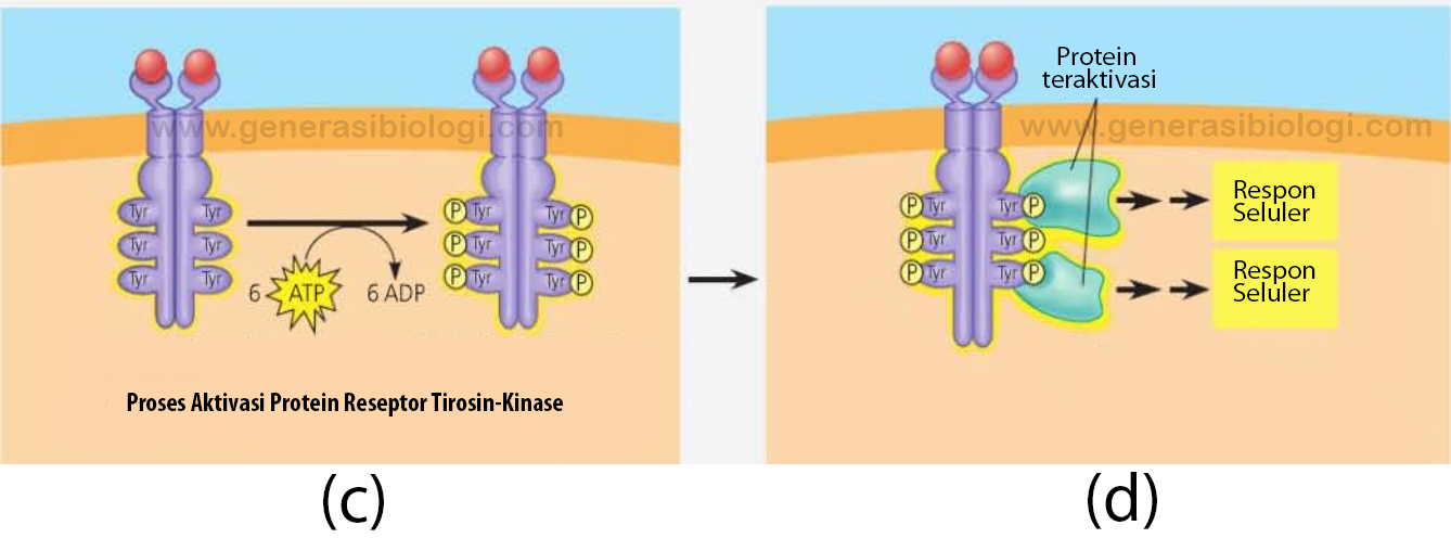 Detail Reseptor Tirosin Kinase Nomer 2