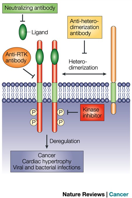 Detail Reseptor Tirosin Kinase Nomer 20
