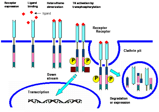 Detail Reseptor Tirosin Kinase Nomer 28