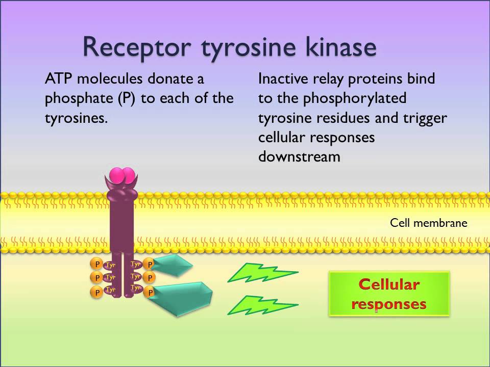 Detail Reseptor Tirosin Kinase Nomer 29