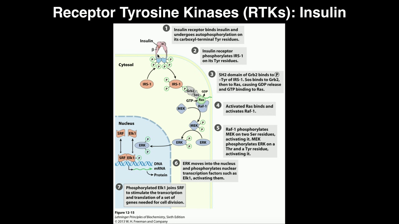 Detail Reseptor Tirosin Kinase Nomer 31