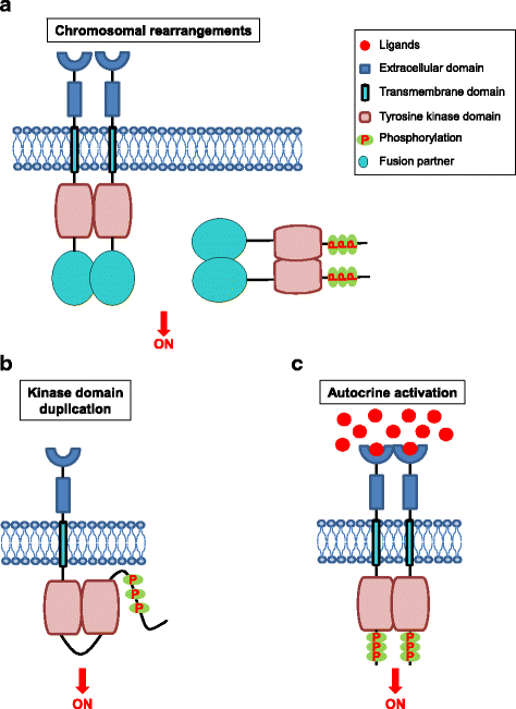 Detail Reseptor Tirosin Kinase Nomer 34