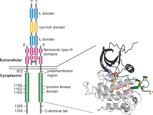 Detail Reseptor Tirosin Kinase Nomer 39