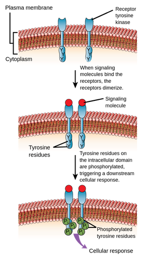 Detail Reseptor Tirosin Kinase Nomer 7