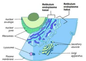 Detail Retikulum Endoplasma Halus Nomer 17