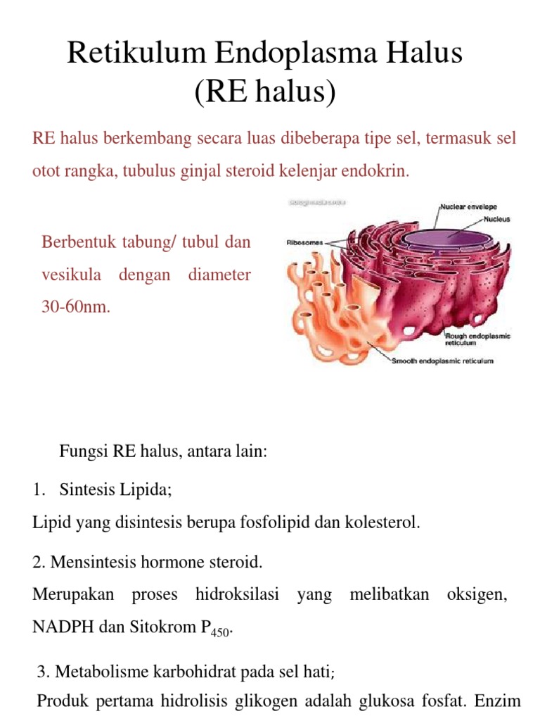 Detail Retikulum Endoplasma Halus Nomer 27