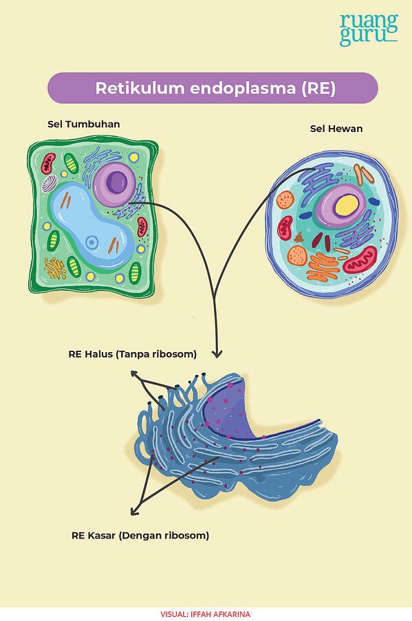 Detail Retikulum Endoplasma Halus Nomer 30