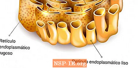 Detail Retikulum Endoplasma Halus Nomer 33