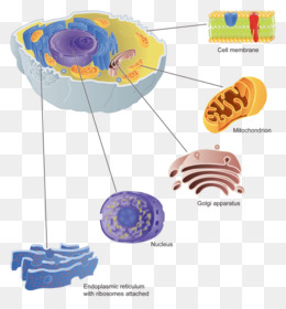 Detail Retikulum Endoplasma Halus Nomer 34