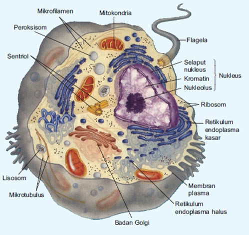 Detail Retikulum Endoplasma Halus Nomer 45