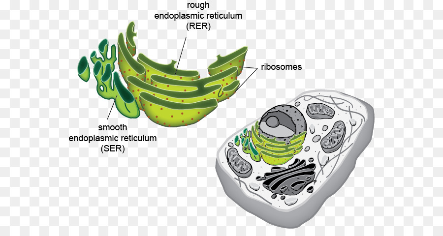 Detail Retikulum Endoplasma Halus Nomer 47