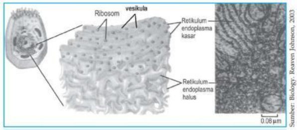 Detail Retikulum Endoplasma Halus Nomer 50