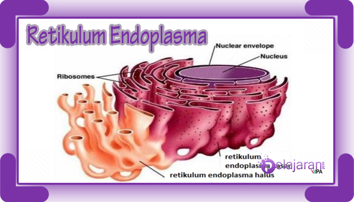 Detail Retikulum Endoplasma Halus Nomer 10
