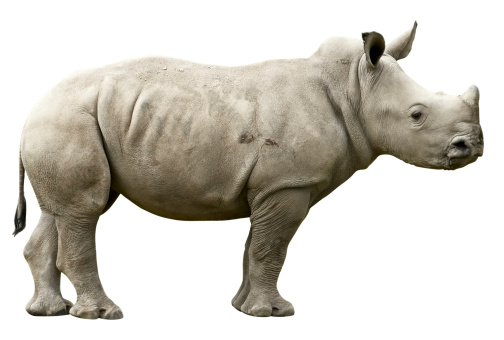 Detail Rhino Download Nomer 21
