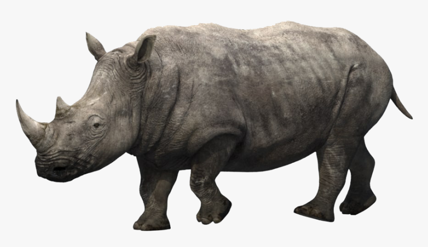 Detail Rhino Download Nomer 50