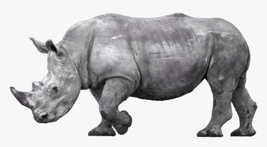 Detail Rhino Free Download Nomer 51