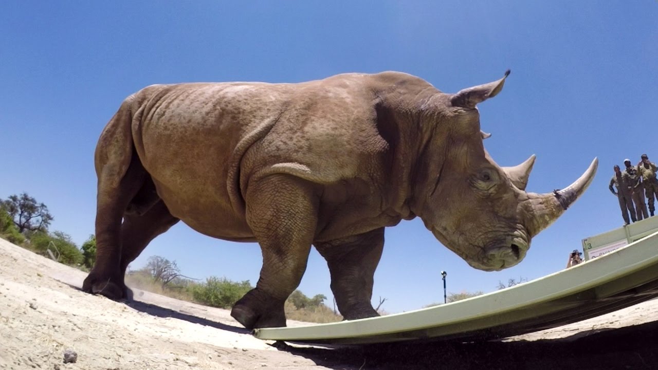 Rhino Gopro - KibrisPDR