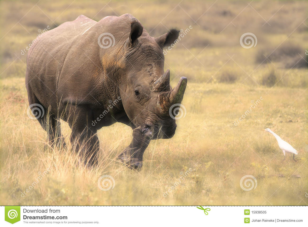 Detail Rhino Images Free Nomer 23