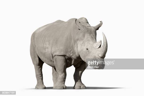 Detail Rhino Images Free Nomer 45