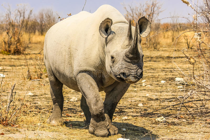 Detail Rhino Images Free Nomer 9