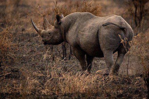 Detail Rhino Images Free Nomer 10