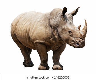 Download Rhino Pic Nomer 13