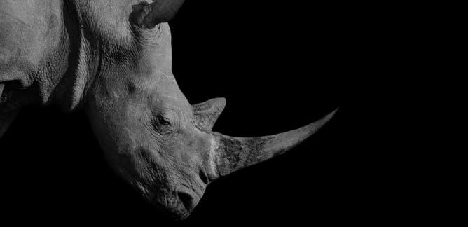 Download Rhino Pic Nomer 16