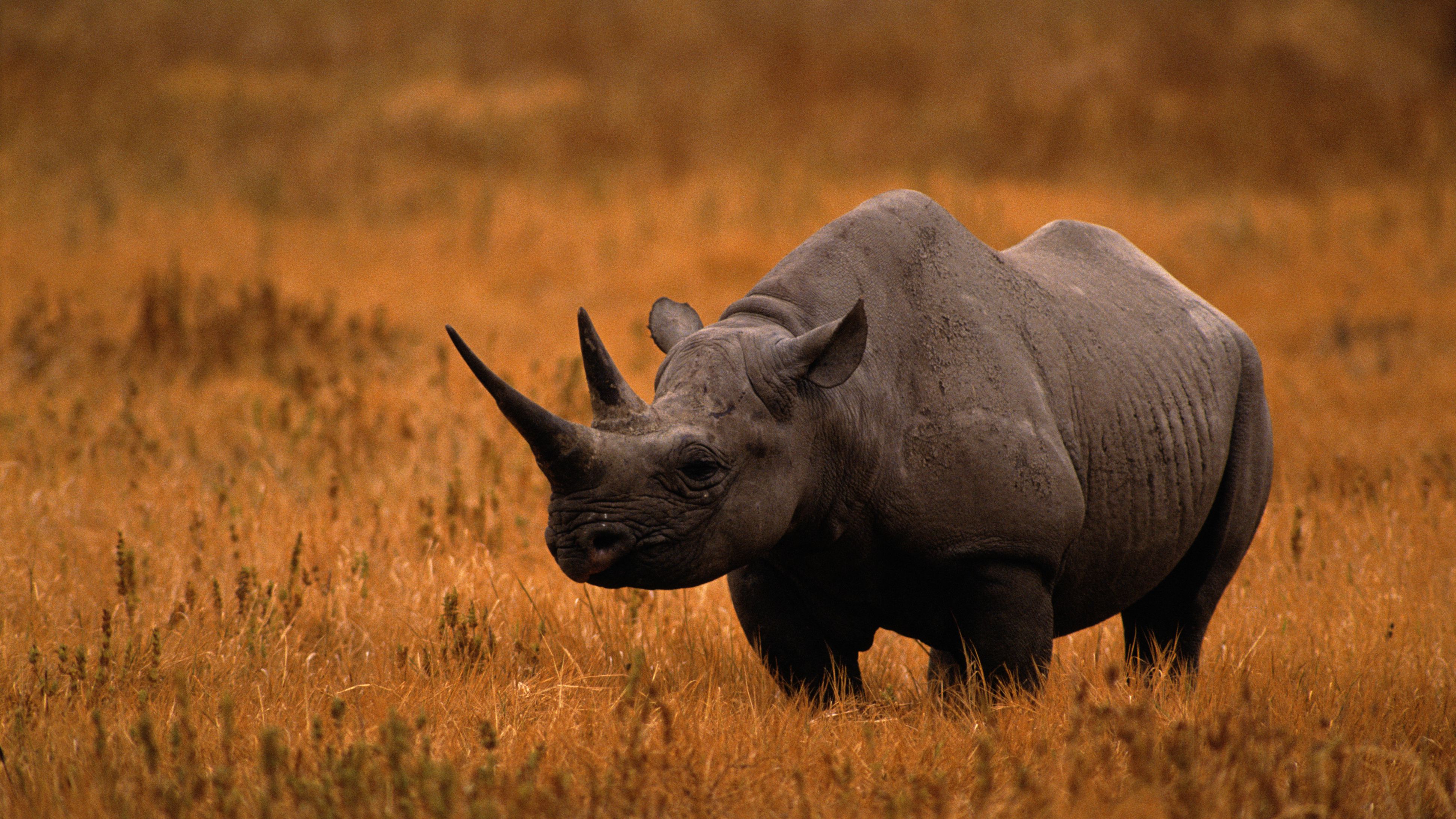 Download Rhino Pic Nomer 18