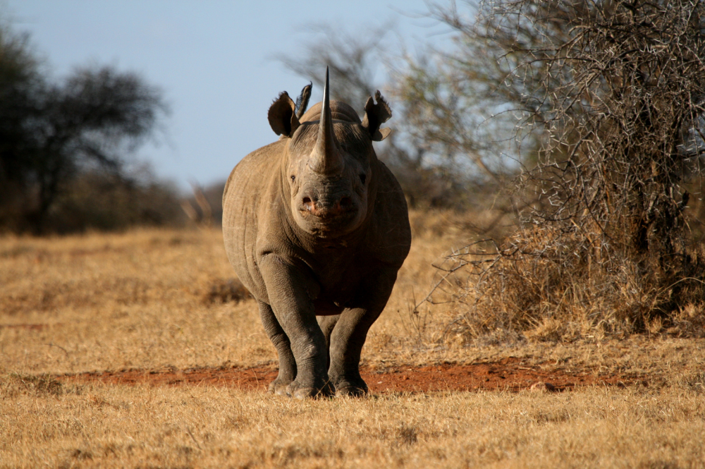 Download Rhino Pic Nomer 39