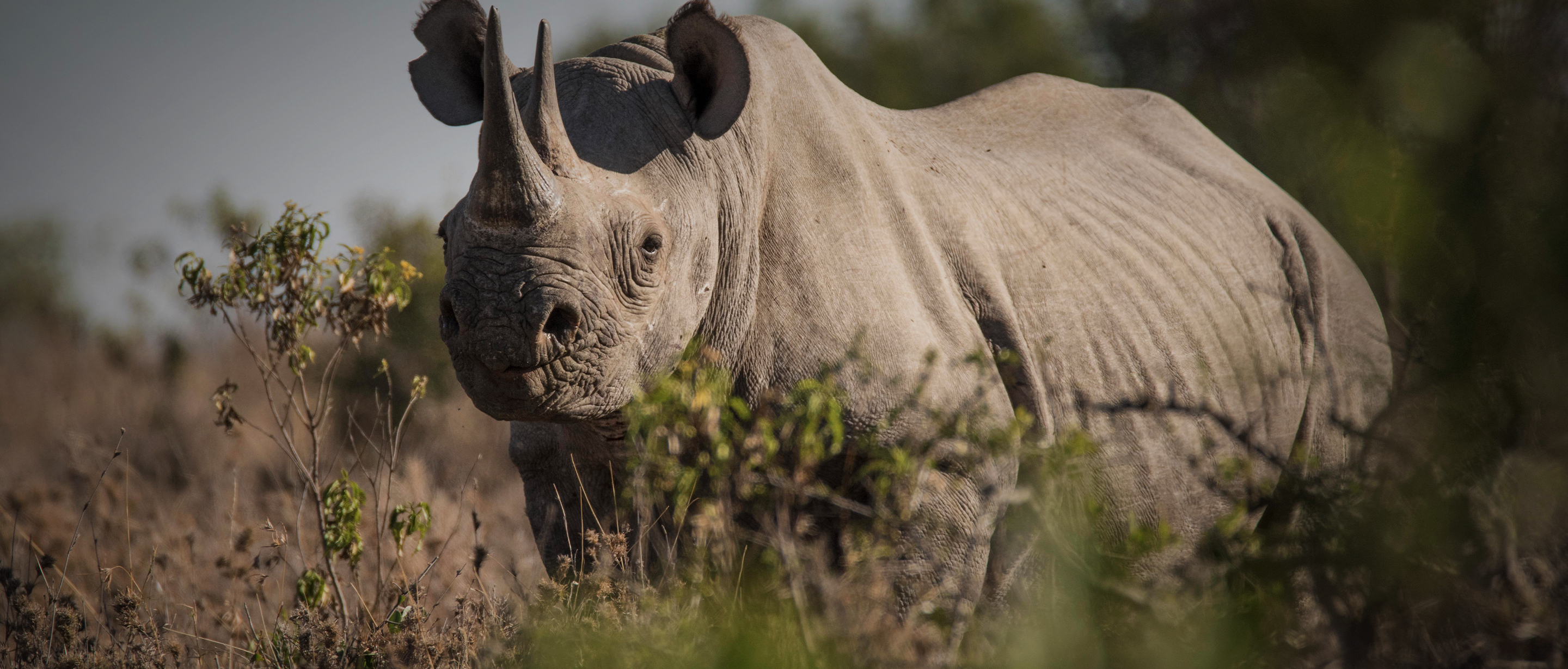 Detail Rhino Pic Nomer 51