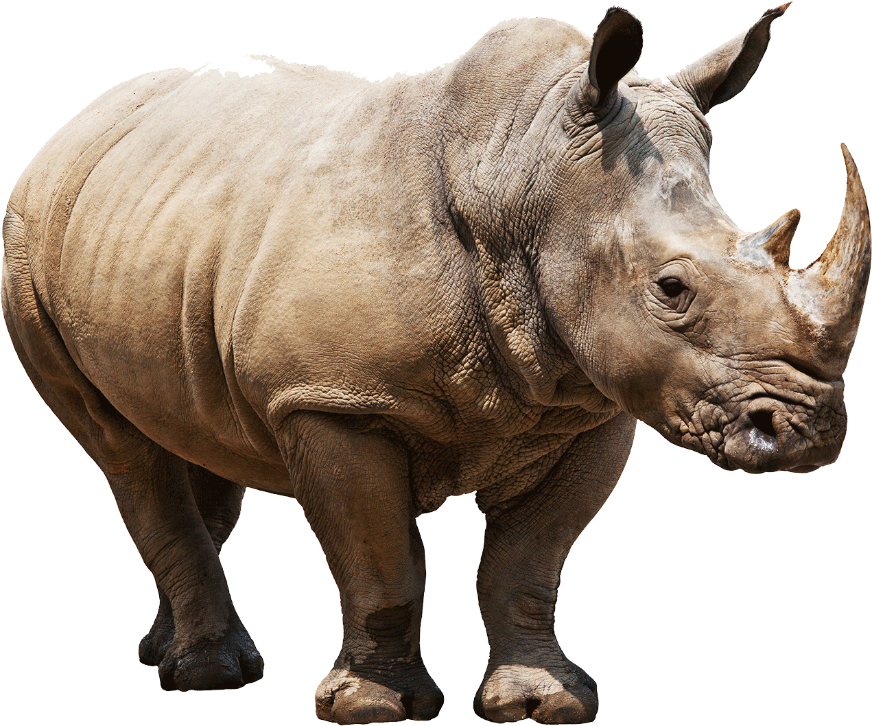 Rhino Png - KibrisPDR